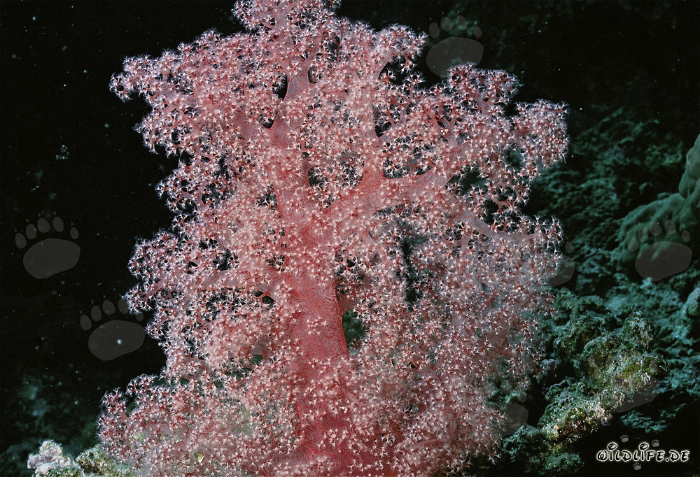 Corail mou fascinant en mer Rouge