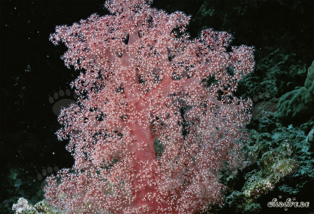 Fascinante coral blando en el Mar Rojo