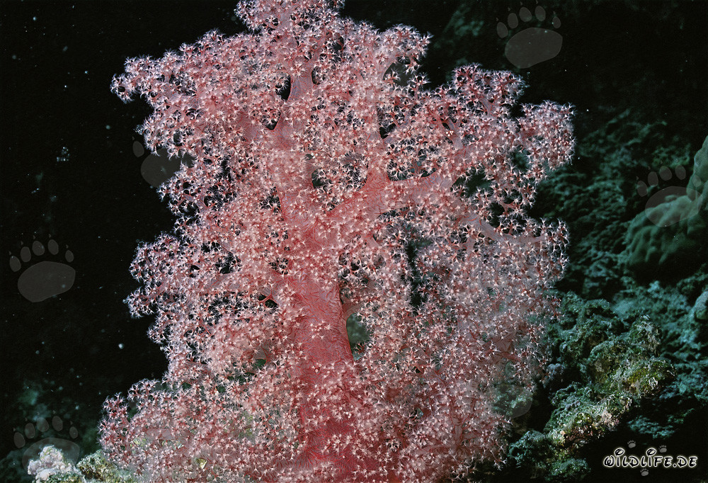 Fascinating Soft Coral in the Red Sea
