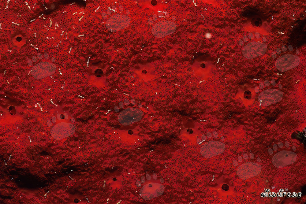 Éponge rouge dans les eaux claires de la mer Rouge