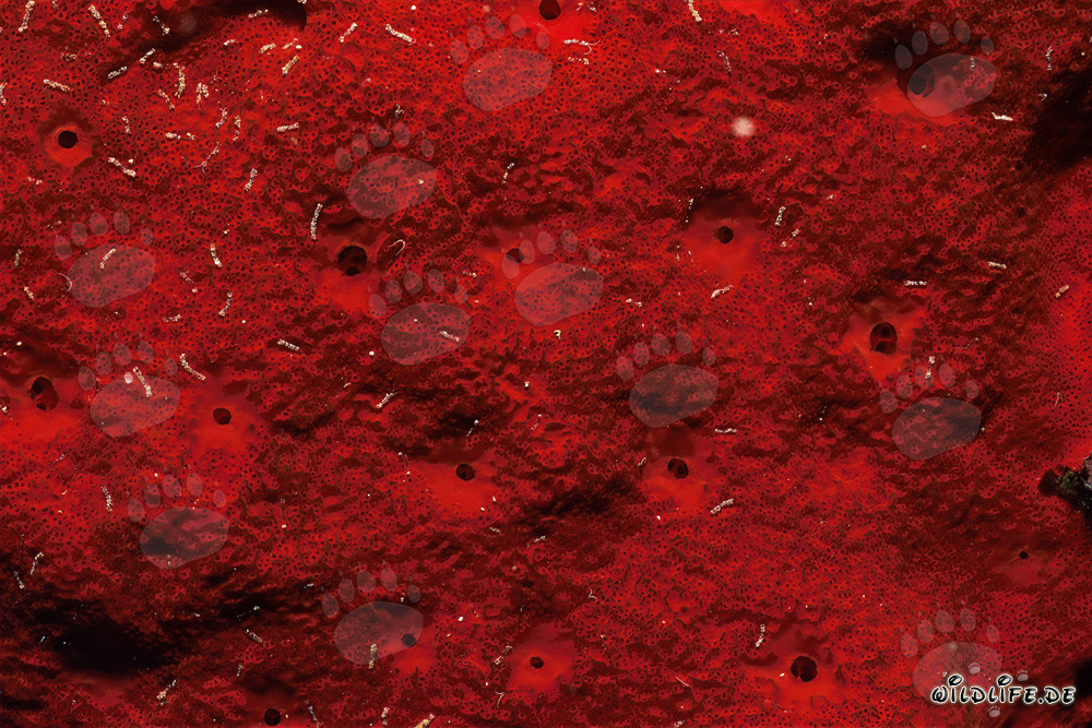 Esponja roja en las aguas claras del mar Rojo