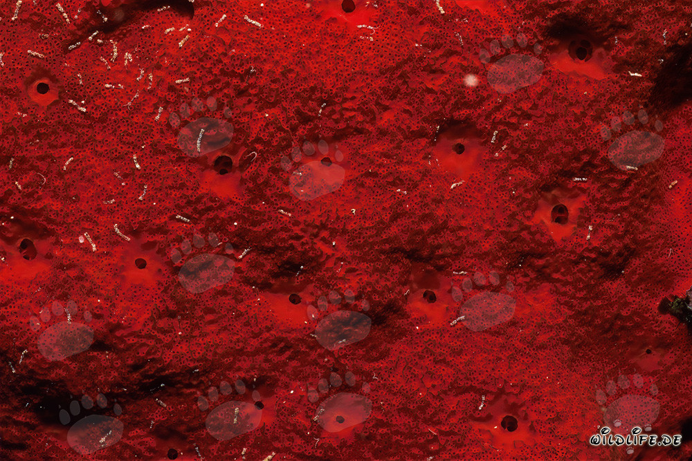 Red sponge in the clear waters of the Red Sea