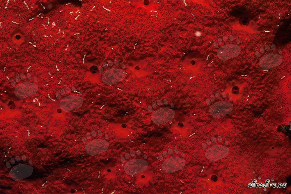 Spugna rossa nelle acque limpide del Mar Rosso