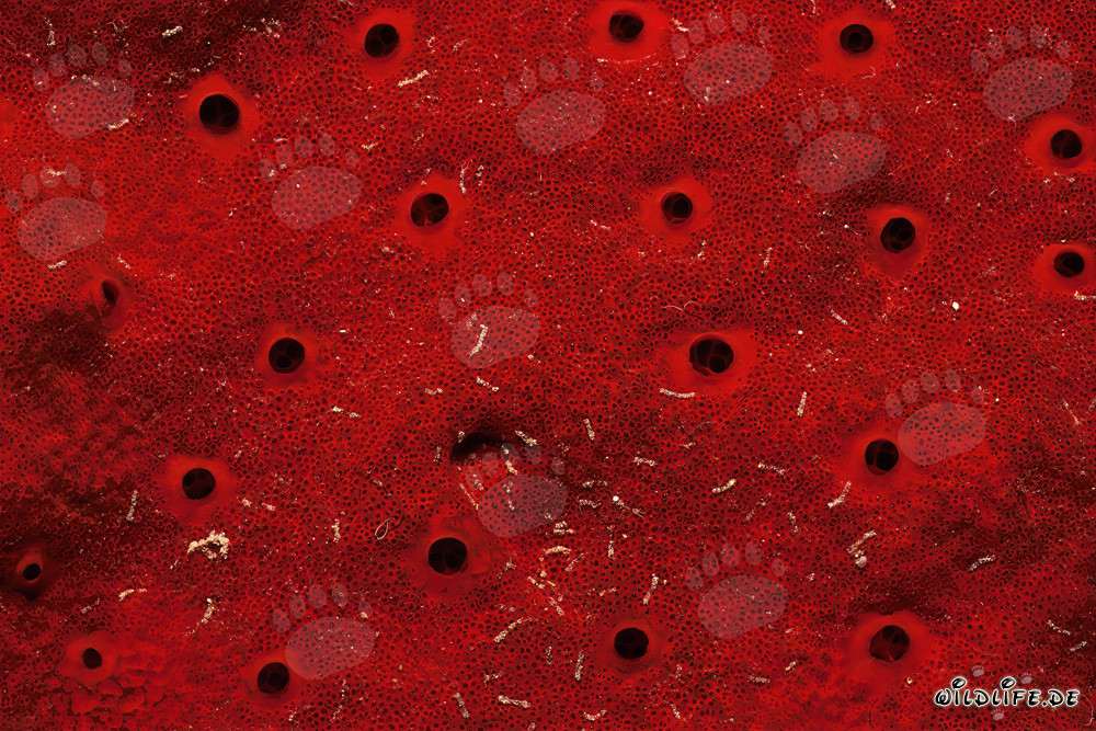 Éponge rouge en mer Rouge