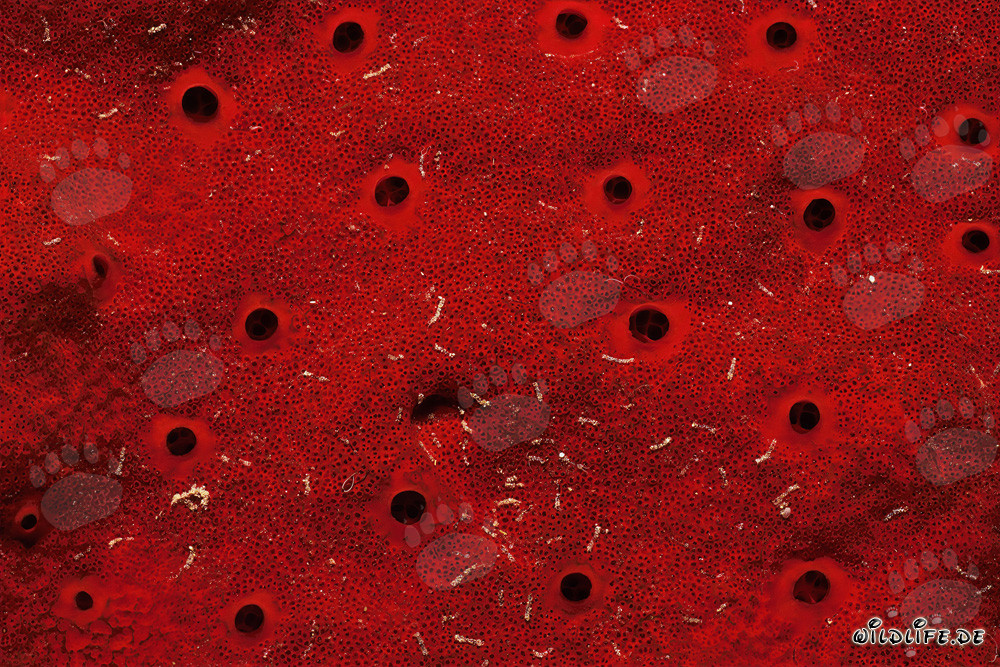 Roter Schwamm im Roten Meer
