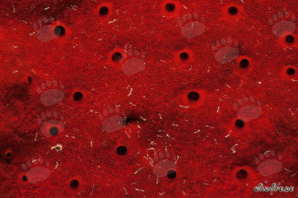 Spugna rossa nel Mar Rosso