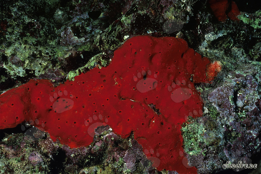 Éponge rouge dans les eaux cristallines de la Mer Rouge