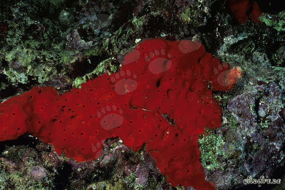 Esponja roja en las aguas cristalinas del Mar Rojo