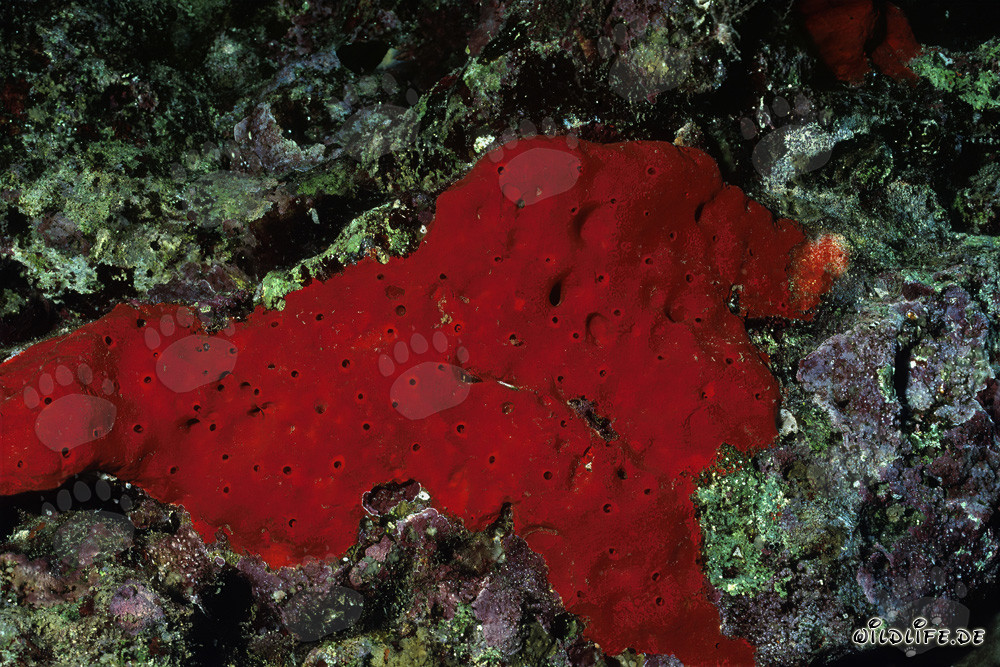 Red sponge in the crystal-clear waters of the Red Sea