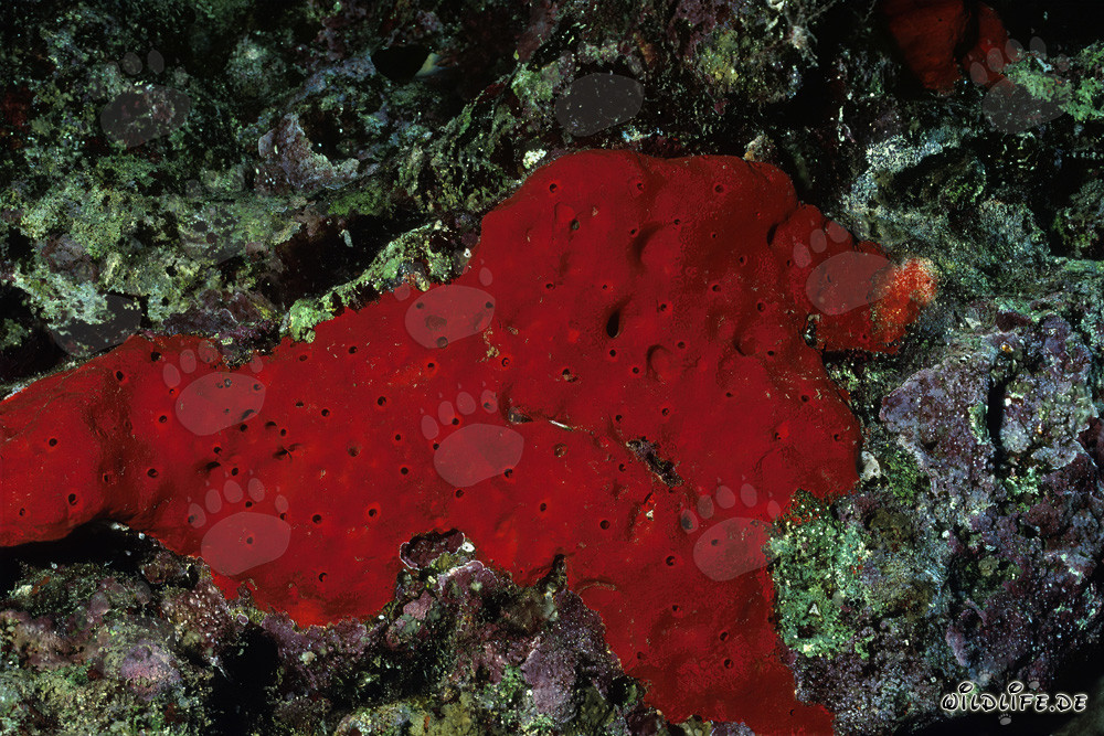 Roter Schwamm im kristallklaren Wasser des Roten Meeres