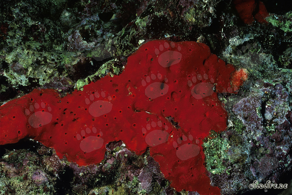 Spugna rossa nelle acque cristalline del Mar Rosso