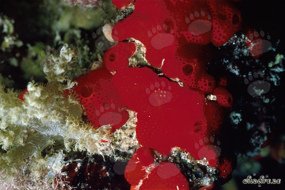 Éponge rouge dans la mer Rouge