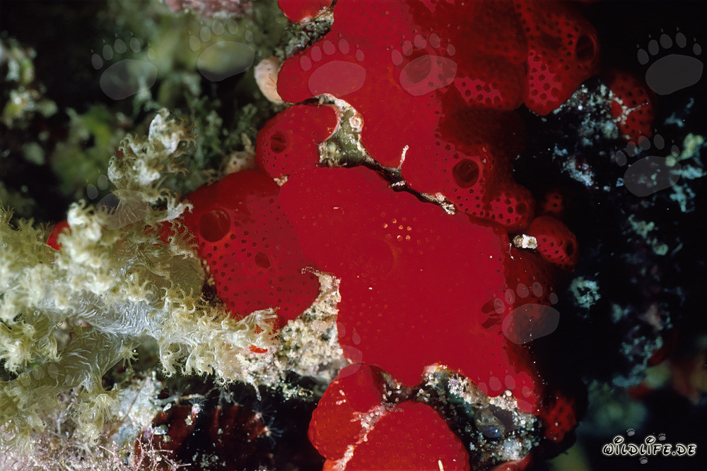 Red Sponge in the Red Sea