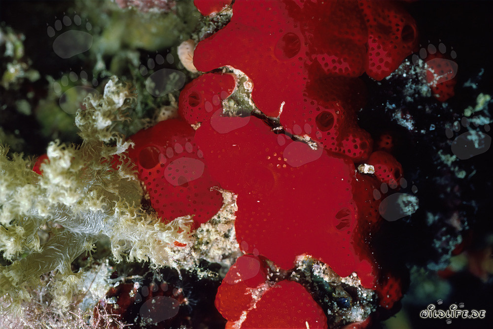 Roter Schwamm im Roten Meer