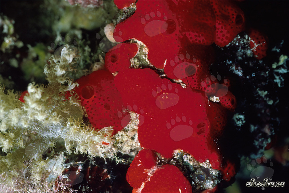 Spugna rossa nel Mar Rosso