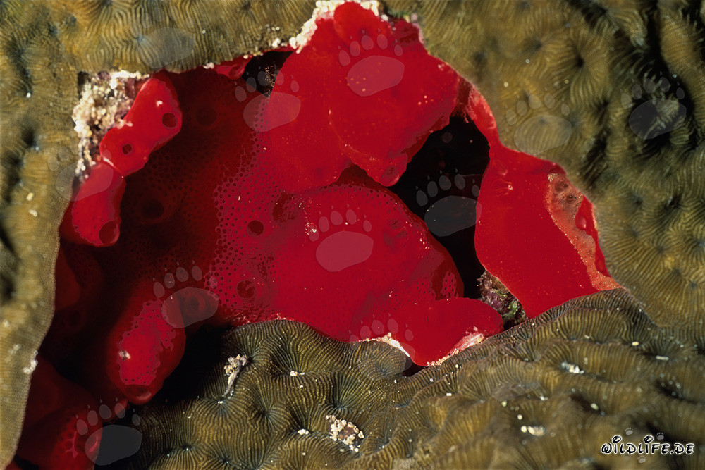 Éponge rouge dans la mer Rouge