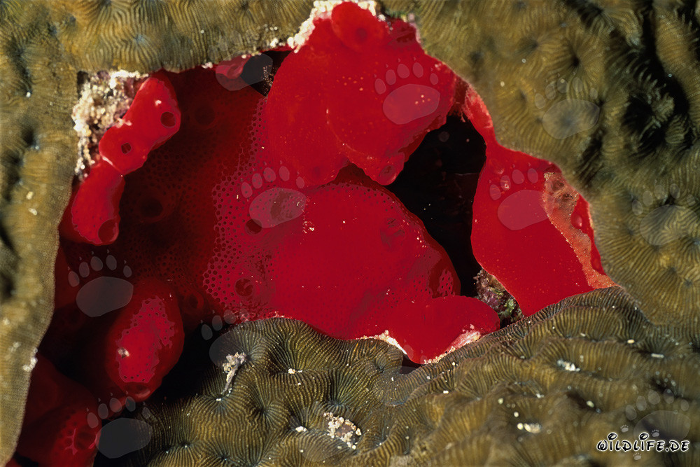 Esponja roja en el Mar Rojo