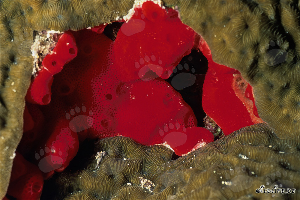 Red Sponge in the Red Sea