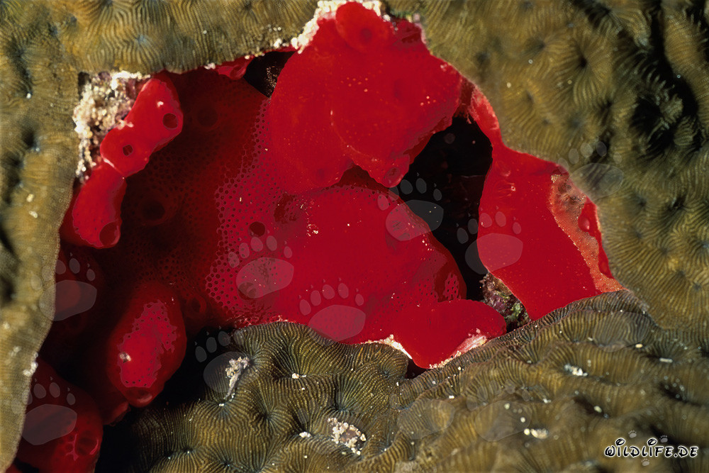 Roter Schwamm im Roten Meer