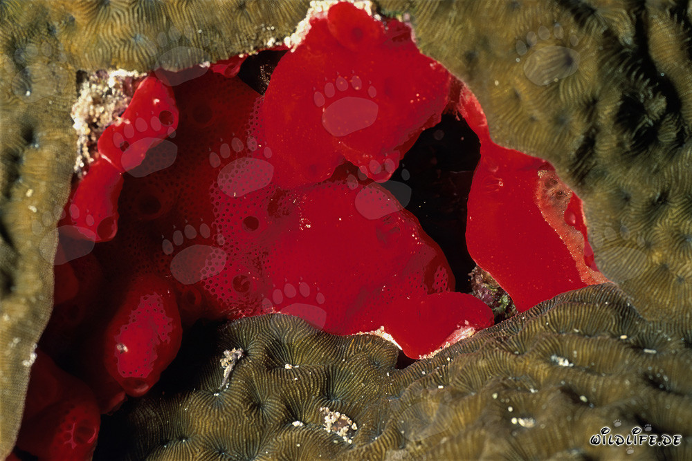 Spugna rossa nel Mar Rosso
