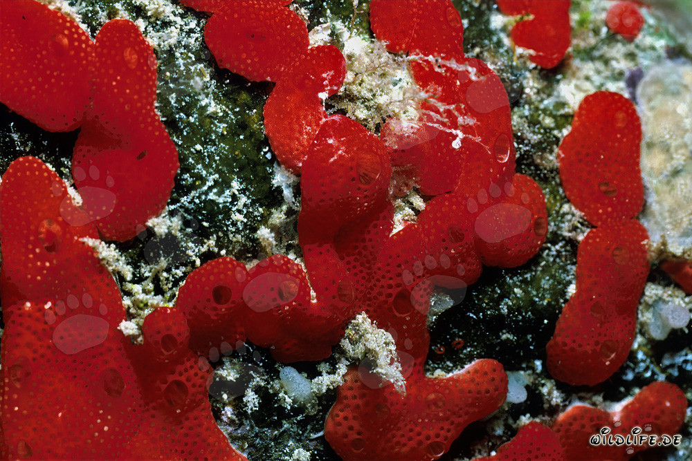 Éponge rouge dans les eaux cristallines de la mer Rouge