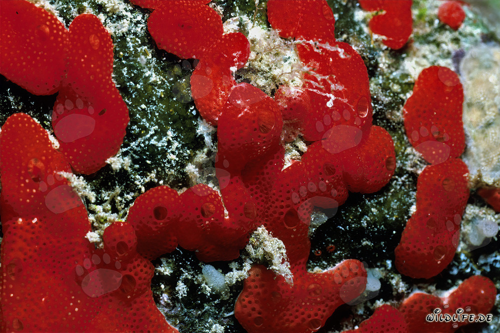 Spugna rossa nelle acque cristalline del Mar Rosso