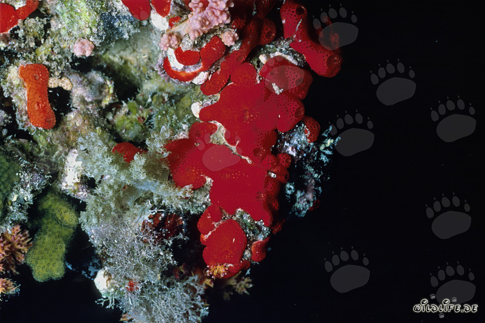 Éponge rouge dans la Mer Rouge