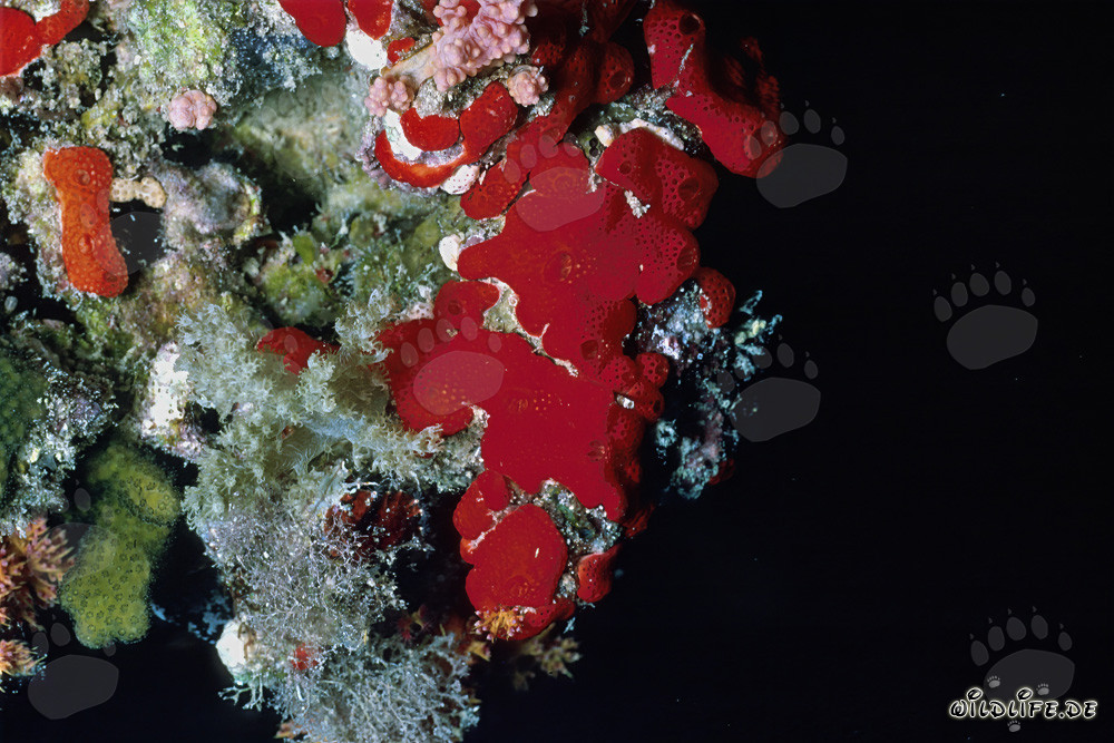 Esponja roja en el Mar Rojo