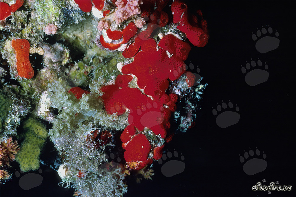 Red Sponge in the Red Sea