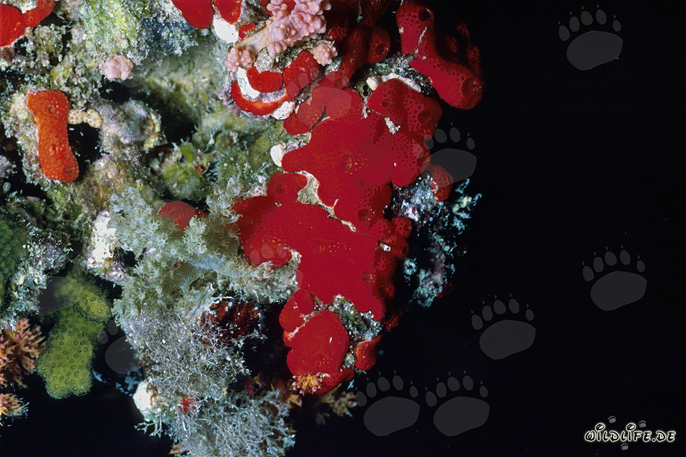 Roter Schwamm im Roten Meer