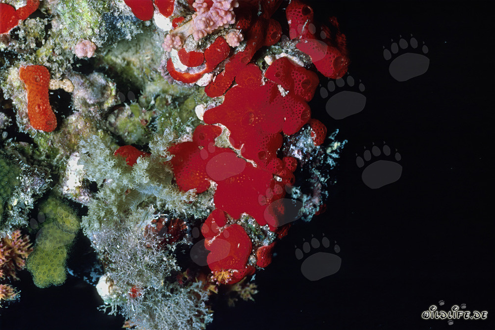 Spugna rossa nel Mar Rosso