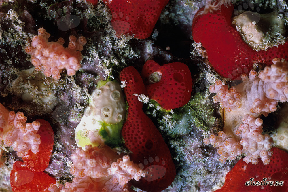 Éponge rouge dans la mer Rouge