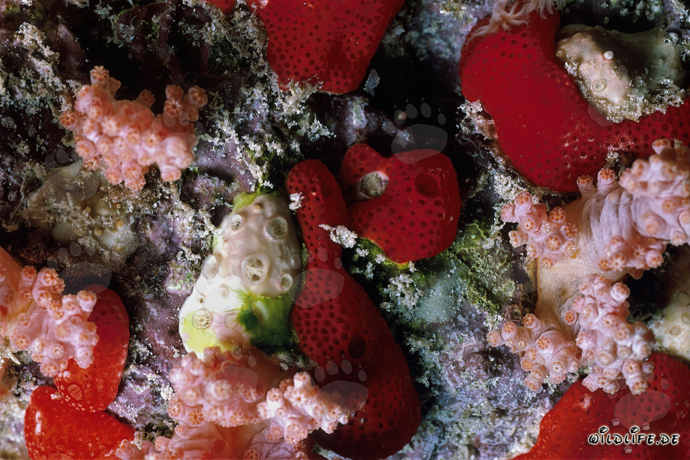 Red Sponge in the Red Sea