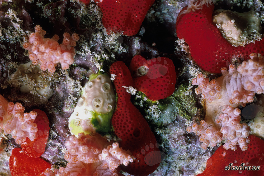 Spugna rossa nel Mar Rosso