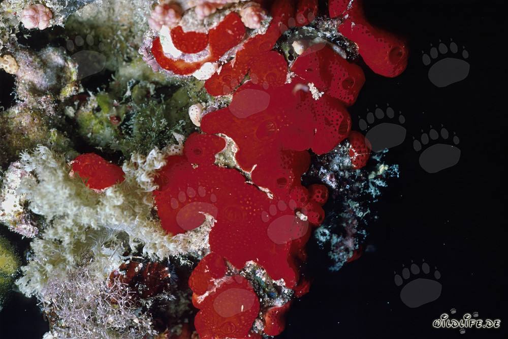 Éponge rouge de forage (Cliona vastifica) en mer Rouge devant le Sinaï, Égypte