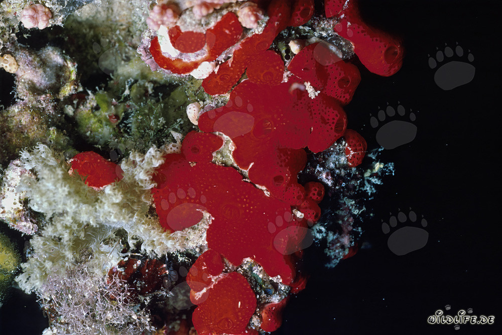 Esponja de perforación roja (Cliona vastifica) en el Mar Rojo frente a Sinaí, Egipto
