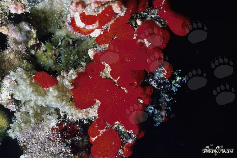 Red sponge (Cliona vastifica) in the Red Sea off Sinai, Egypt