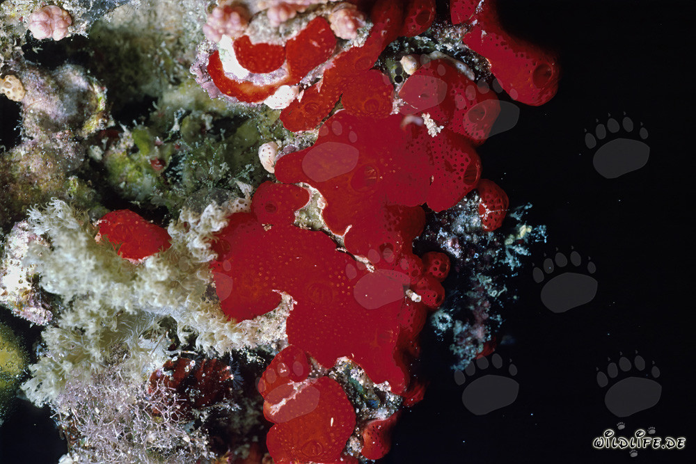 Roter Bohrschwamm (Cliona vastifica) im Roten Meer vor Sinai, Ägypten