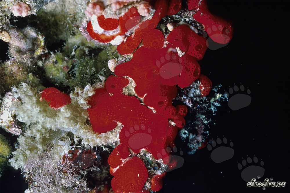 Spugna di perforazione rossa (Cliona vastifica) nel Mar Rosso di fronte al Sinai, Egitto