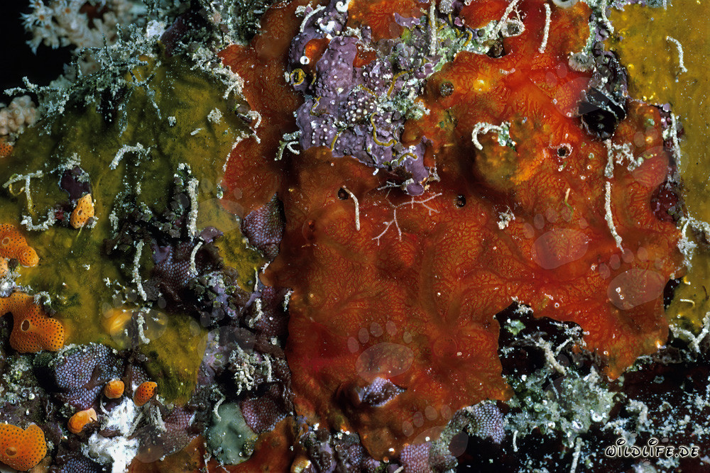 Affascinante spugna arancione nel Mar Rosso