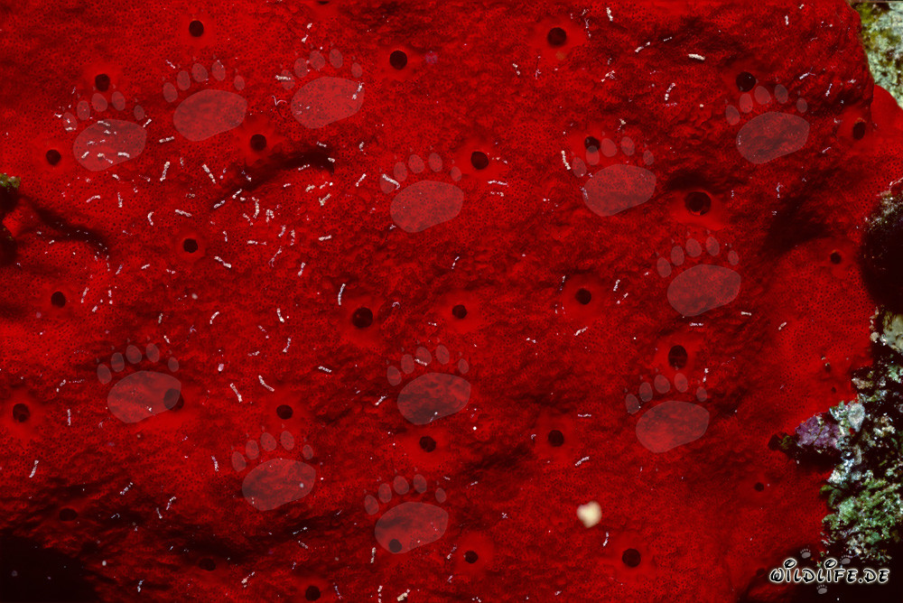 Éponge rouge dans la mer Rouge