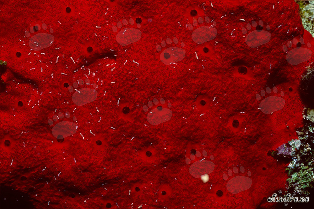 Red Sponge in the Red Sea