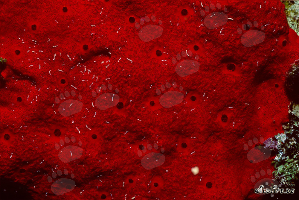 Roter Schwamm im Roten Meer