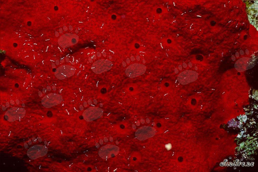 Spugna rossa nel Mar Rosso