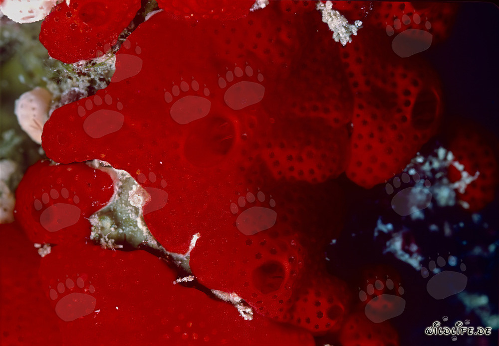 Éponge rouge en mer Rouge
