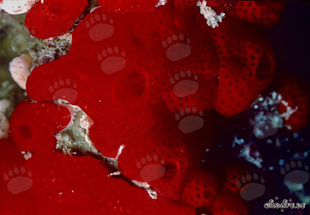 Red Sponge in the Red Sea