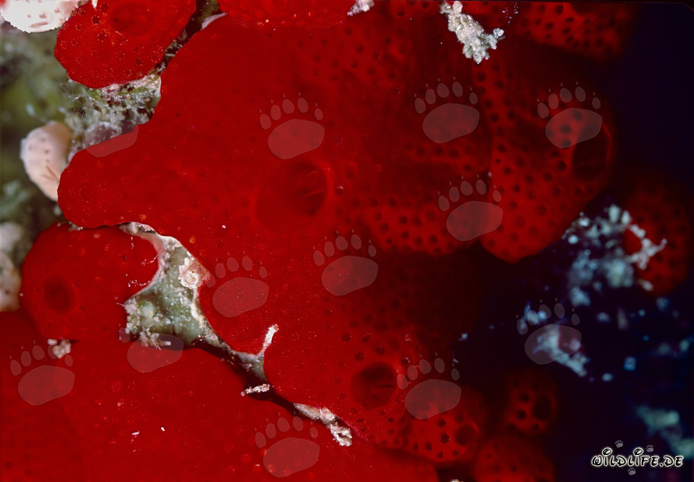 Spugna rossa nel Mar Rosso