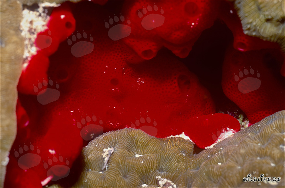Éponge rouge dans les eaux claires de la mer Rouge