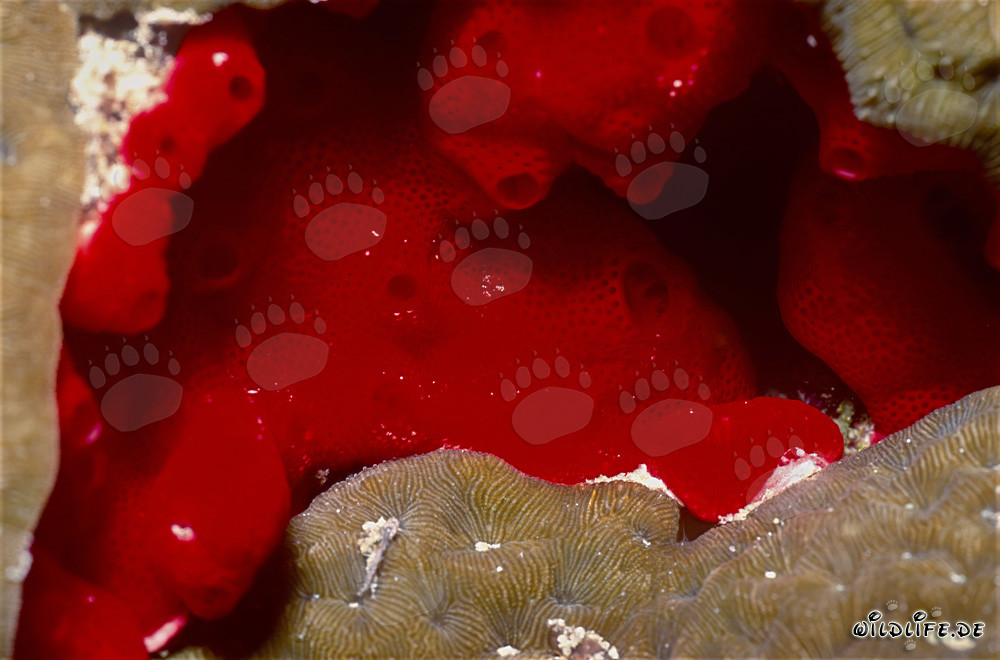 Red Sponge in the Clear Waters of the Red Sea
