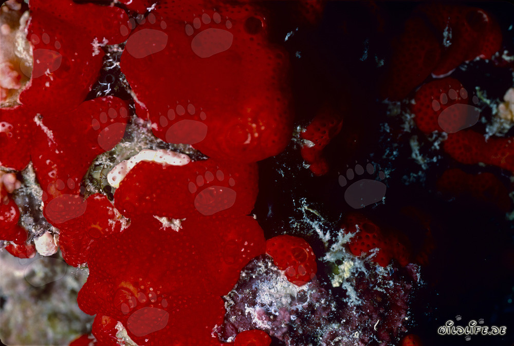 Éponge rouge dans la mer Rouge